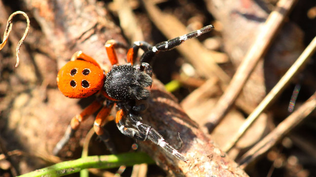Eresidae Insects.at